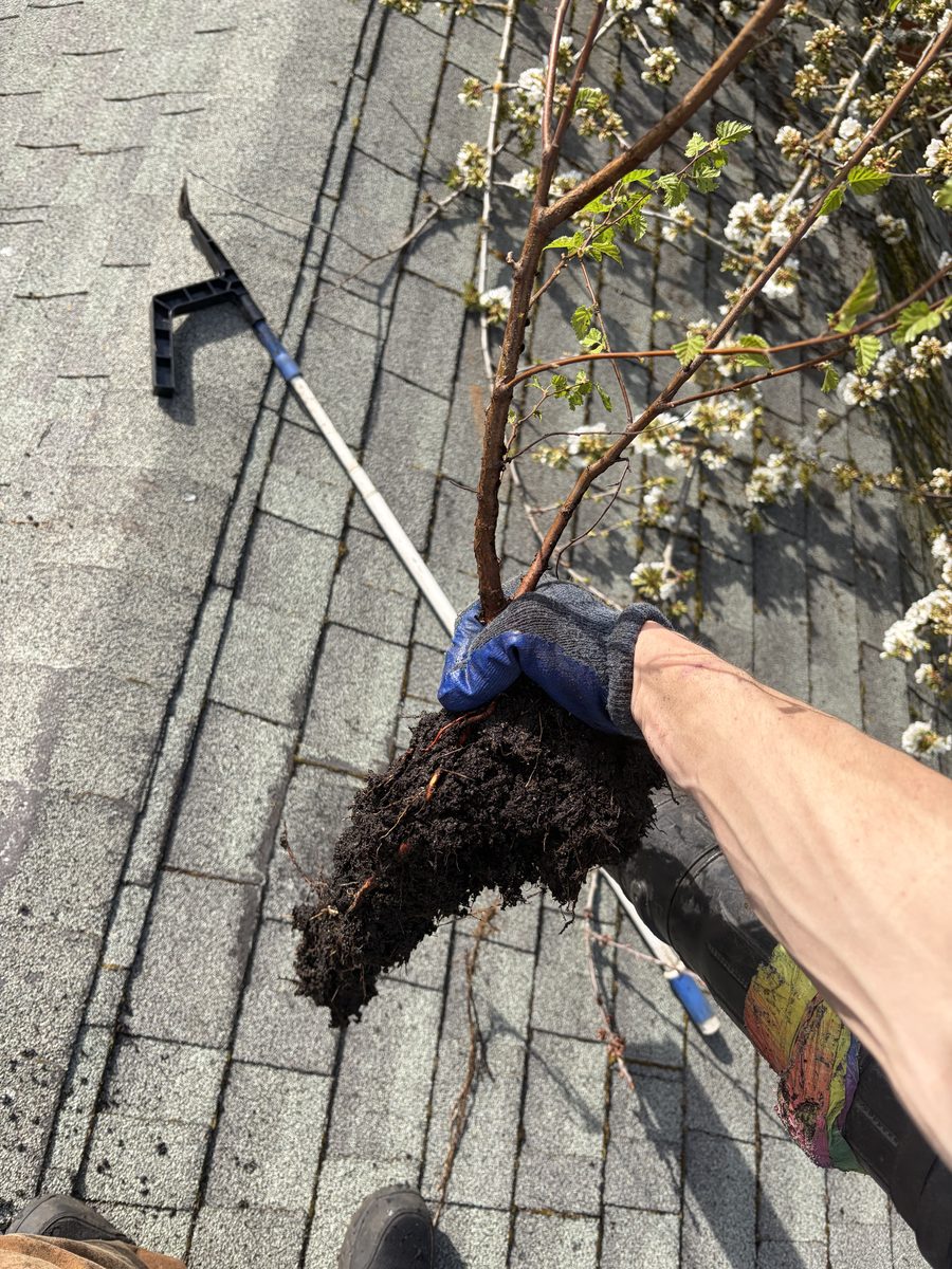 Plant growing inside a clogged gutter